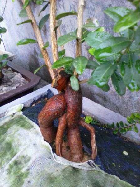 小品山桔下山桩 短根也要提