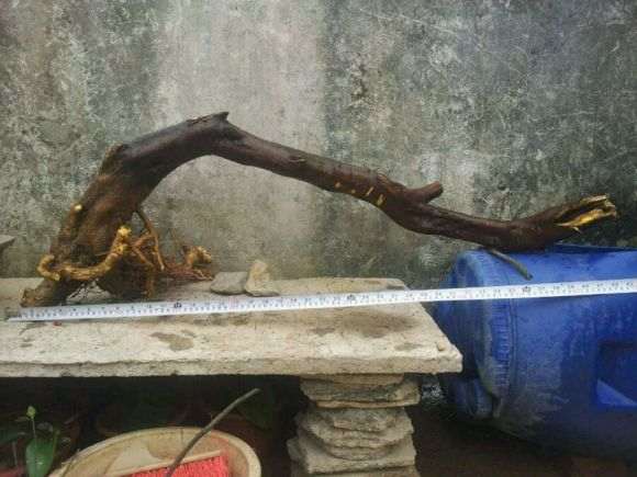 过桥大山桔下山桩