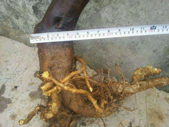 过桥大山桔下山桩