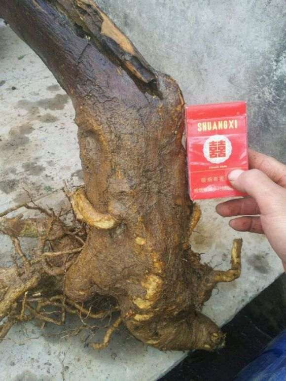 过桥大山桔下山桩