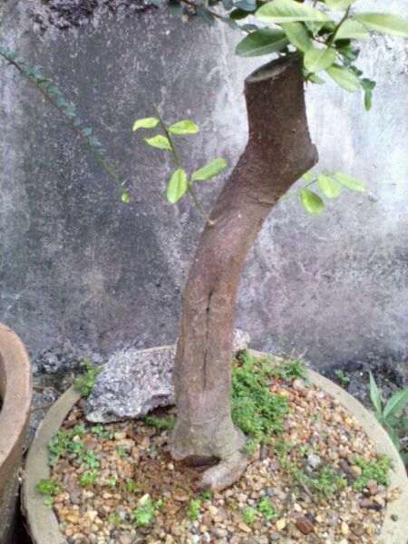 山桔下山桩7个月第二次发芽