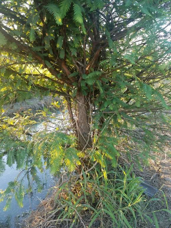 水杉下山桩能做盆景吗 值得挖吗 图片