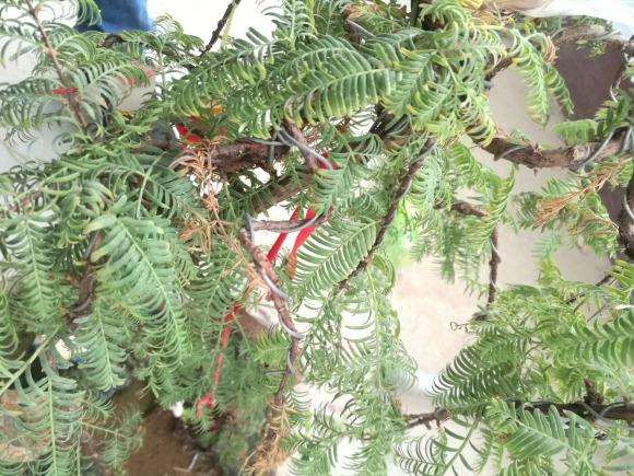 水杉盆景叶子卷曲发黄枯萎