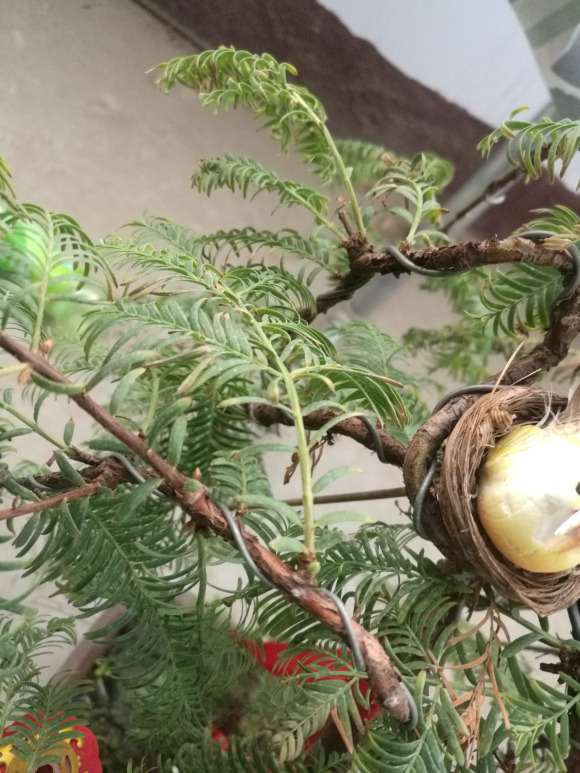 水杉盆景叶子卷曲发黄枯萎