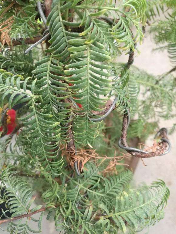 水杉盆景叶子卷曲发黄枯萎