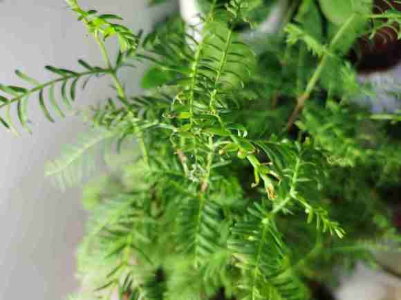 为什么水杉盆景上盆15天叶片干枯