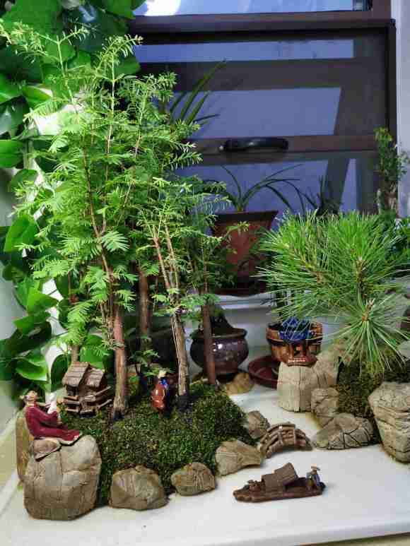 为什么水杉盆景上盆15天叶片干枯