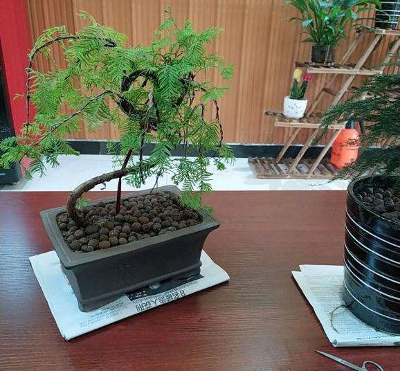 水杉盆景怎么修剪一下好看 图片