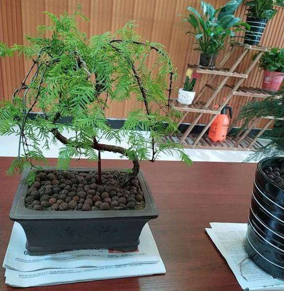 水杉盆景怎么修剪一下好看