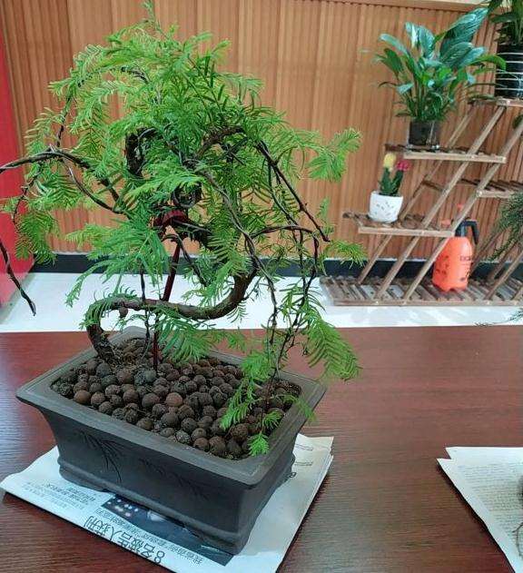 水杉盆景怎么修剪一下好看 图片