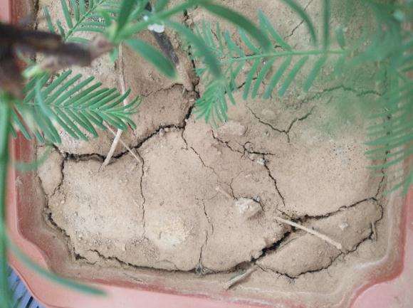 水杉盆景土龟裂 是浇水错误吗 图片
