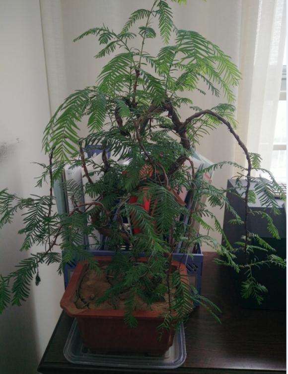 水杉盆景土龟裂 是浇水错误吗 图片