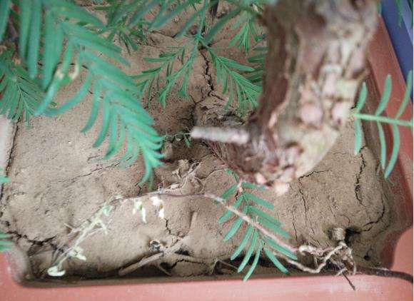 水杉盆景土龟裂 是浇水错误吗 图片