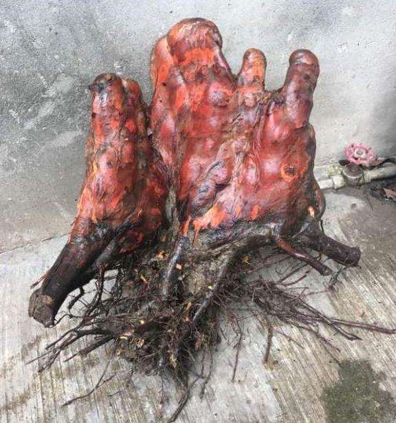 水杉下山桩气根造型奇特