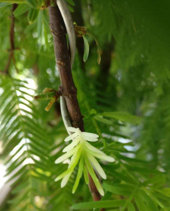 我家水杉盆景长出白色的叶子