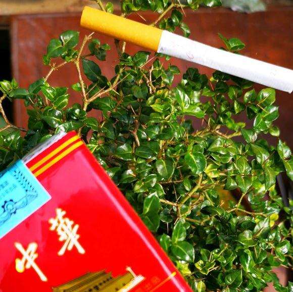 刚移植的刺矮下山桩要不要套袋