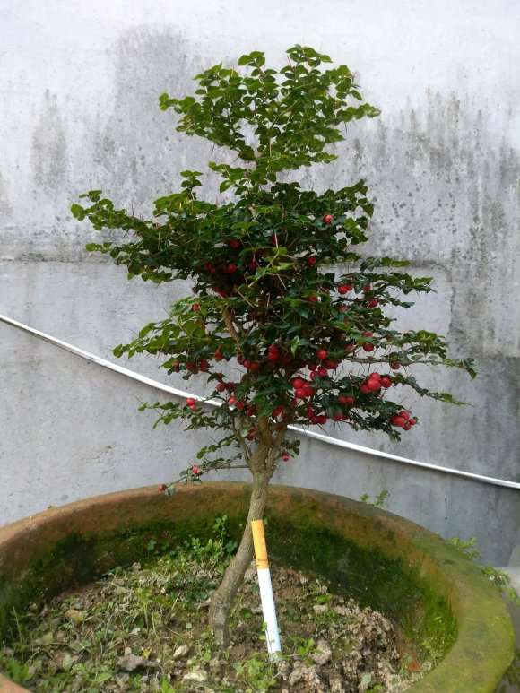 虎刺下山桩多少年可以结果