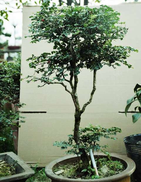 为什么虎刺下山桩生长极为缓慢