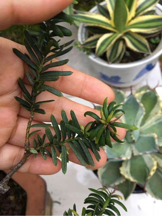 春天枷罗木下山桩换盆换土