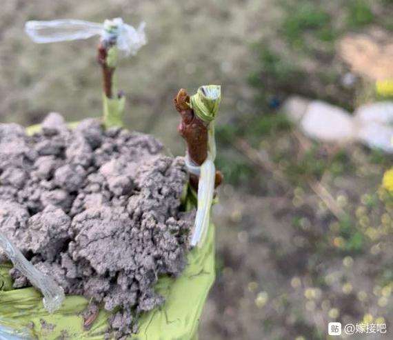 柿子树下山桩嫁接了一个月