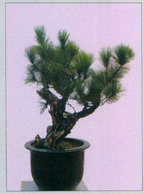 制作前的马尾松正反面树相