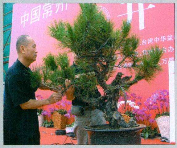 制作前的马尾松正反面树相