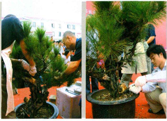 图解 郑诚恭怎么制作马尾松盆景的16个过程