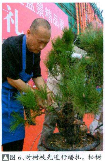 松树枝条的蟠扎与柏树应该是有着区别的