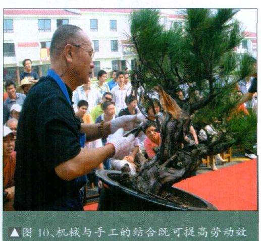 这种马尾松发布十分广泛