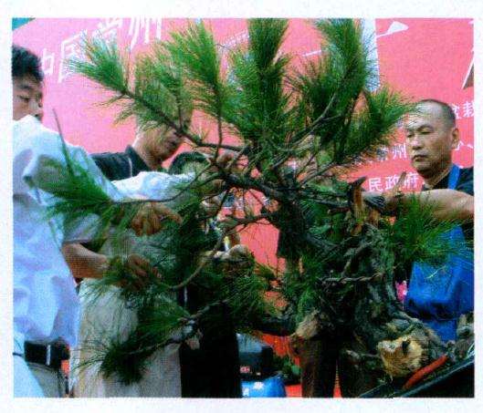 解去蟠扎蓬松树枝的金属丝