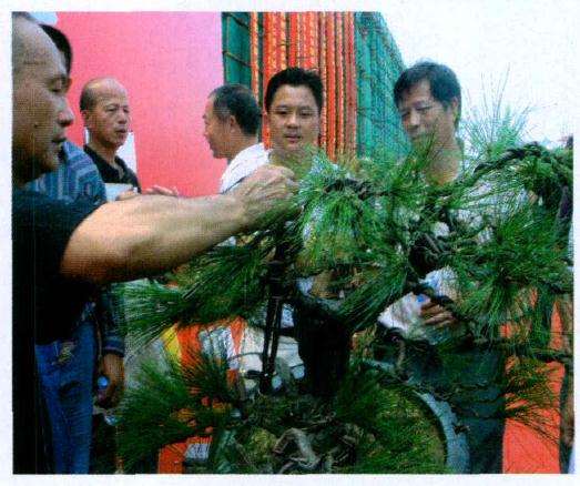 解去蟠扎蓬松树枝的金属丝