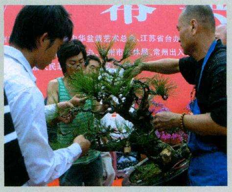 仔细调整枝条结构