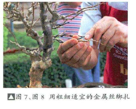 图解 风动式树石盆怎么制作的31个过程