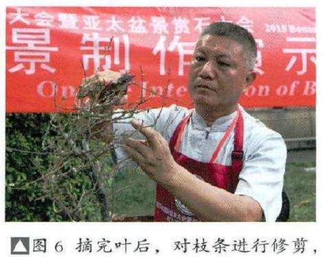 图解 风动式树石盆怎么制作的31个过程