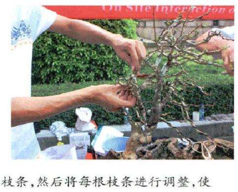 图解 风动式树石盆怎么制作的31个过程