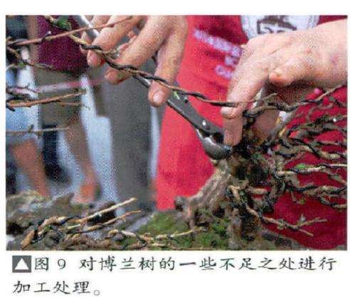 图解 风动式树石盆怎么制作的31个过程