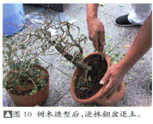 图解 风动式树石盆怎么制作的31个过程