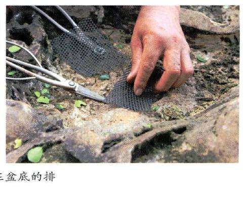 图解 风动式树石盆怎么制作的31个过程