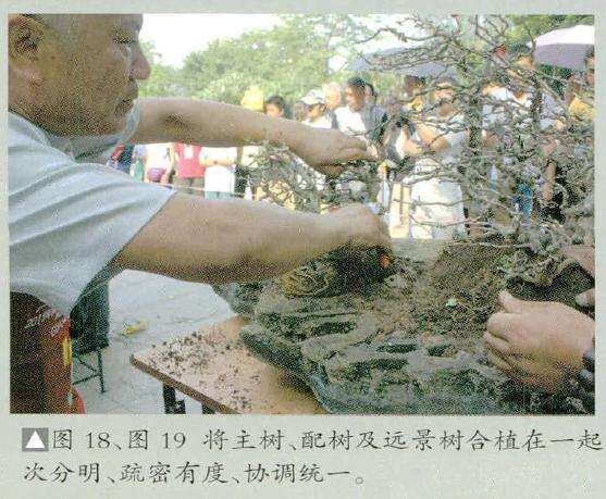 图解 风动式树石盆怎么制作的31个过程