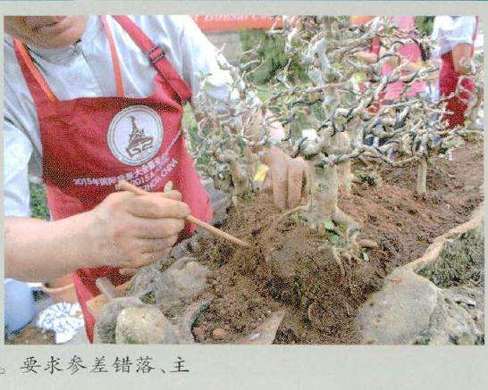 图解 风动式树石盆怎么制作的31个过程