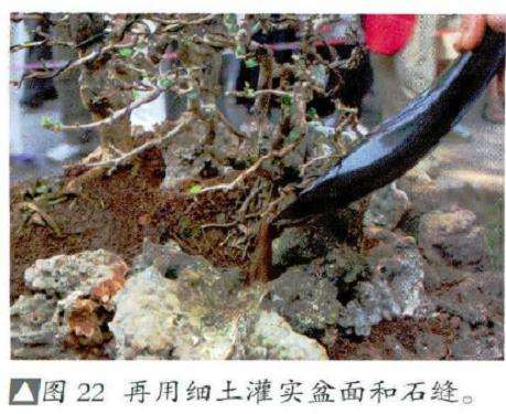 图解 风动式树石盆怎么制作的31个过程