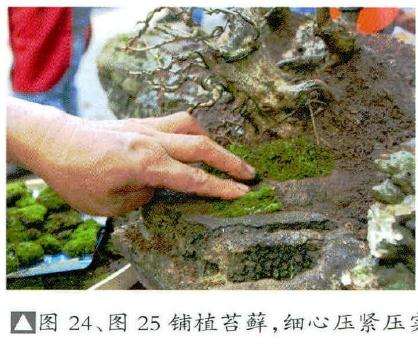 图解 风动式树石盆怎么制作的31个过程