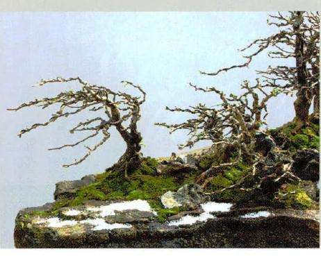 图解 风动式树石盆怎么制作的31个过程