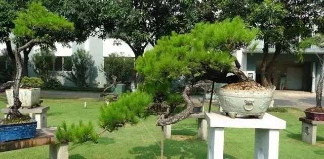 图解 韩学年演示松树盆景的制作过程