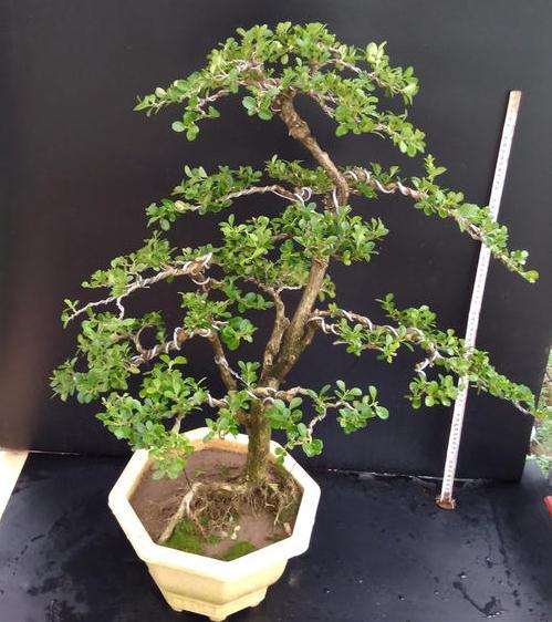 瓜子黄杨盆景怎么换盆养护的3个方法