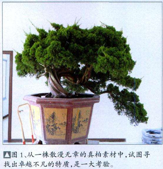 从一株散漫无章的真柏素材中