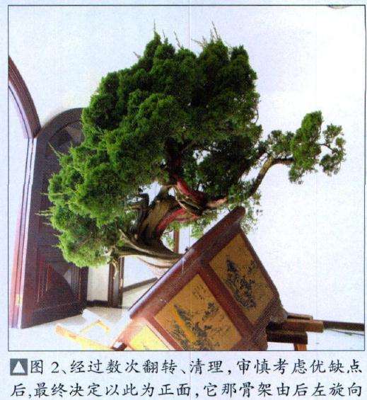 图解 真柏盆景怎么丝雕22个过程