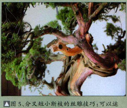 生命水线边沿在丝雕前