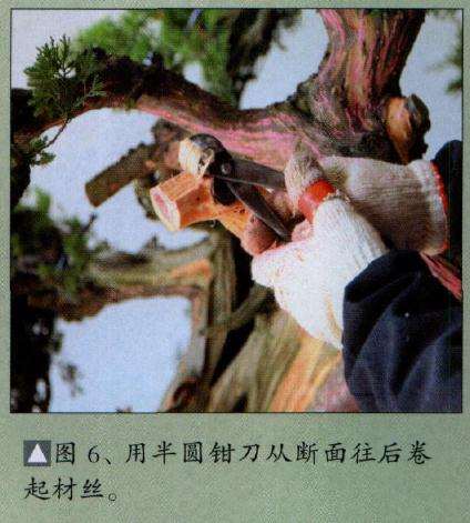 用半圆钳刀从断面往后卷起材丝