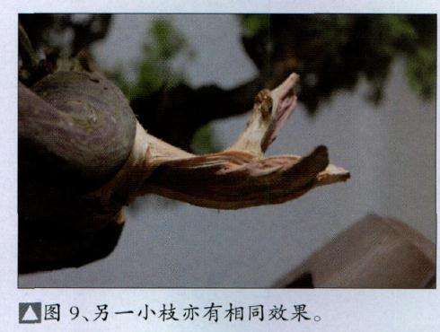 图解 真柏盆景怎么丝雕22个过程